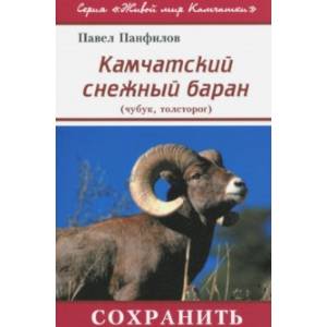 Камчатский снежный баран (чубук, толсторог)