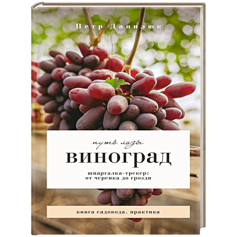 Виноград. Путь лозы. Шпаргалка-трекер: от черенка до грозди