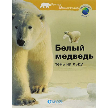 Белый медведь. Тень на льду