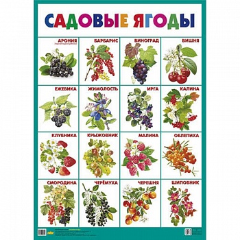 Садовые ягоды. Плакат